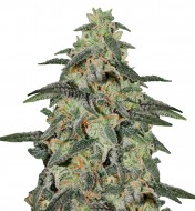 Northern Lights Auto