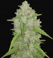 Original Auto Amnesia Haze