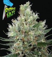 Ripper Haze