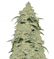 Diesel Auto