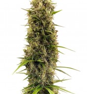 Golden Tiger Thai Dominant 3rd Version