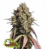 Gorilla Cookies Auto