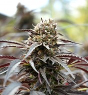 White Runtz Fast Flowering