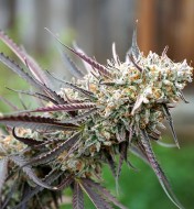 Ice Cream Cake Fast Flowering