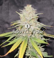 Auto NL x Big Bud