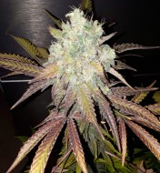 Auto Grandaddy Purple