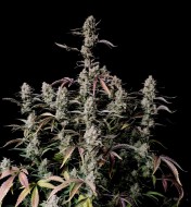 Gorilla Zkittlez Auto