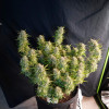 Blue Dream Auto