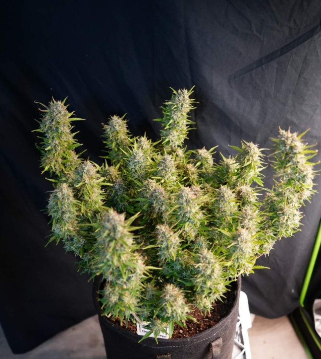 Blue Dream Auto