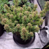Blue Dream Auto