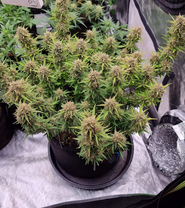 Blue Dream Auto