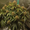 Blue Dream Auto