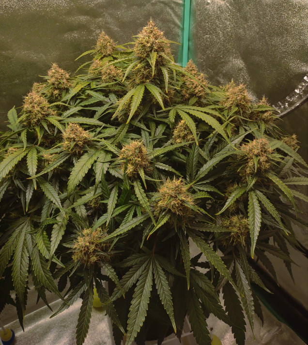 Blue Dream Auto