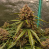 Blue Dream Auto