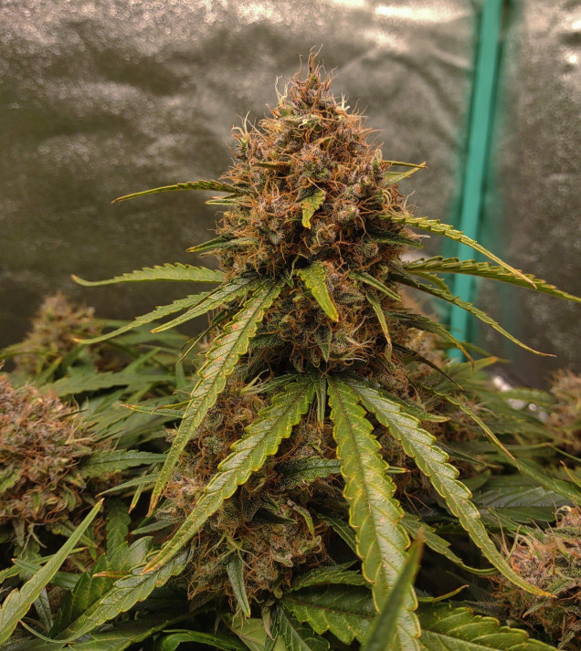 Blue Dream Auto