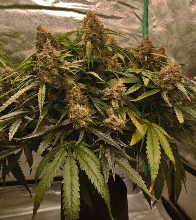 Blue Dream Auto