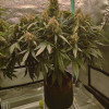 Blue Dream Auto