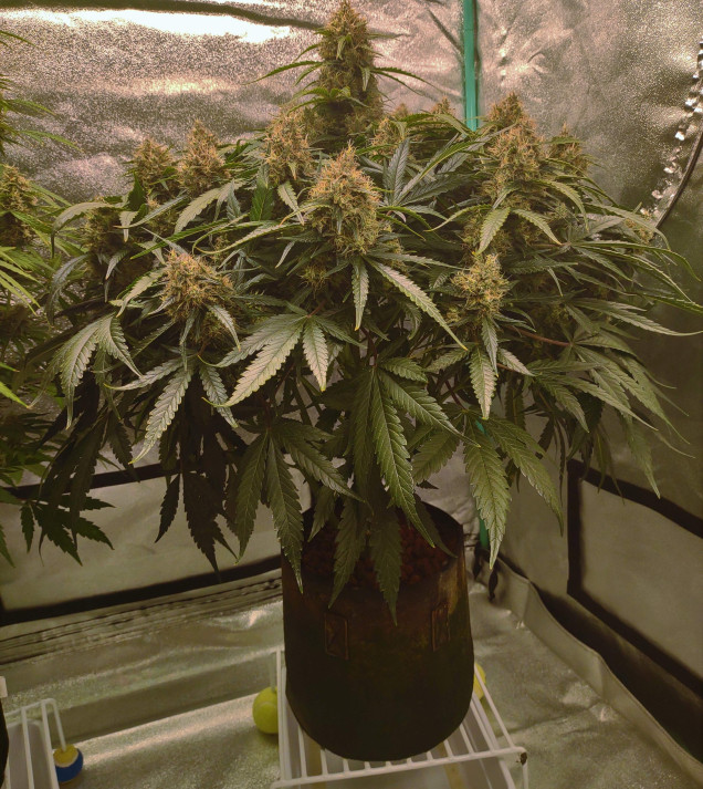 Blue Dream Auto