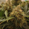 Blue Dream Auto