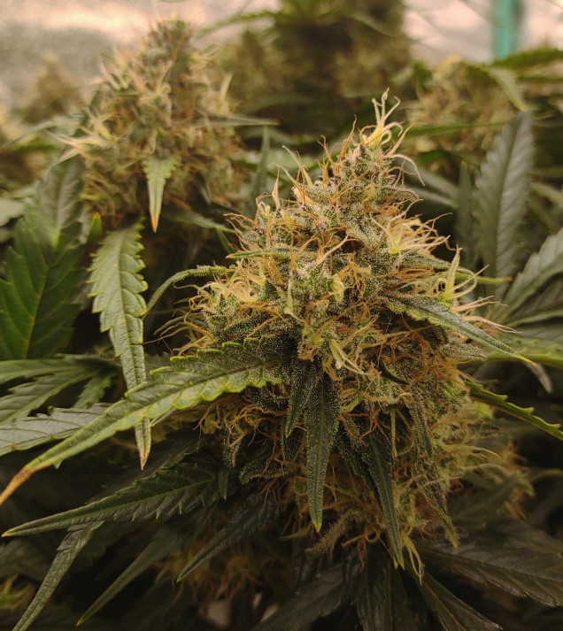 Blue Dream Auto