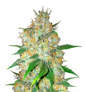 Blue Widow