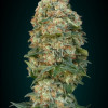 Afghan Skunk WYPRZEDAŻ
