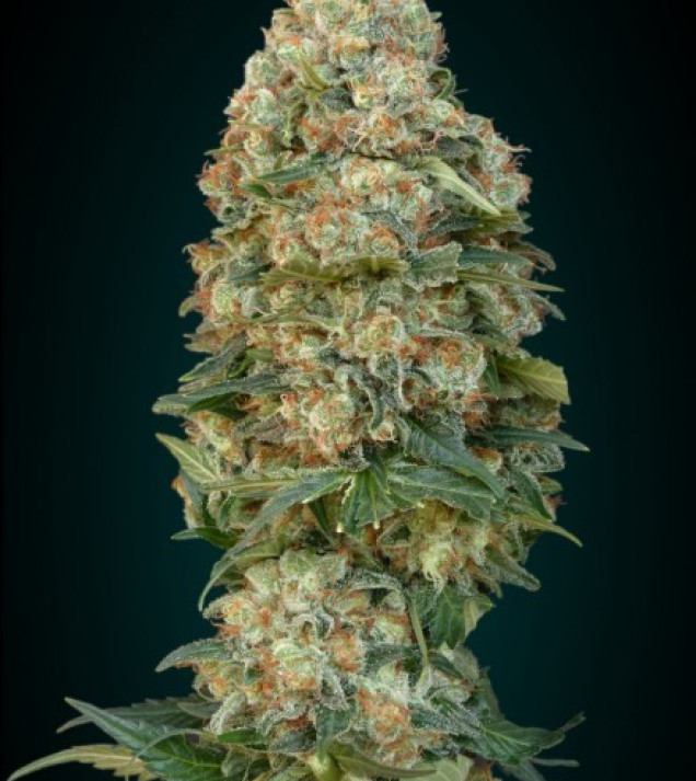 Afghan Skunk WYPRZEDAŻ