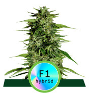 Hyperion F1