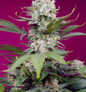 Sweet Mandarine Zkittlez XL Auto