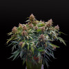 Blue Dream Auto