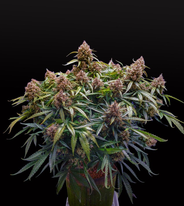 Blue Dream Auto