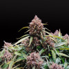 Blue Dream Auto