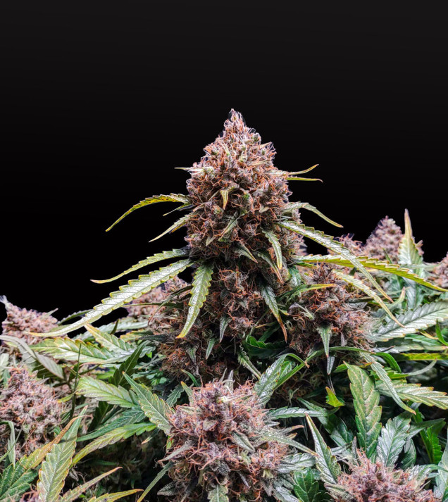 Blue Dream Auto