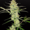 Blue Dream Auto