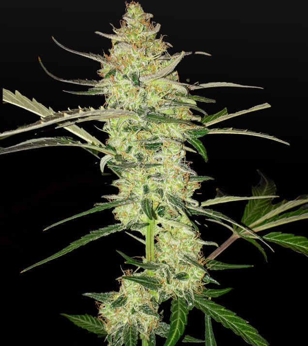 Blue Dream Auto