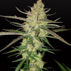 Blue Dream Auto