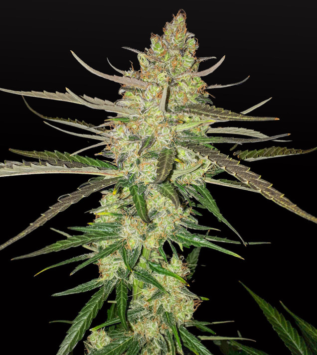 Blue Dream Auto