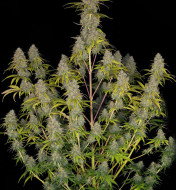 Critical 2.0 F1 Auto