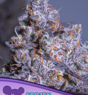 Frozen Black Cherry Auto