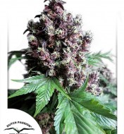 Frisian Duck Rebajas