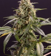 Chem Bomb Auto WYPRZEDAŻ