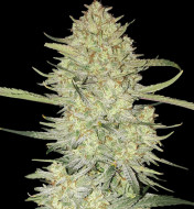 Mimosa Zkittlez Auto