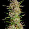 Blue Dream Auto