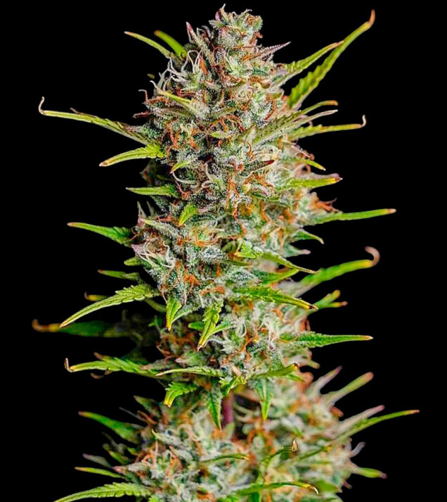 Blue Dream Auto