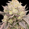 Kush Mints
