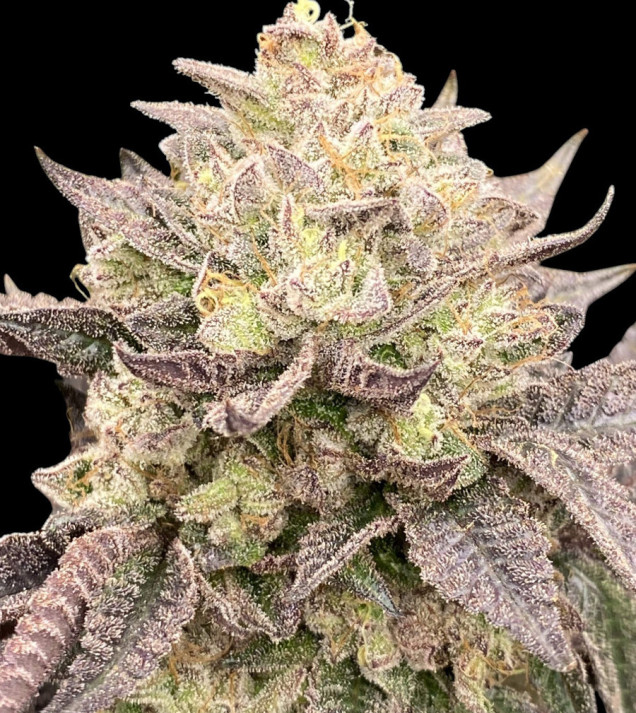 Kush Mints
