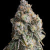Wifi OG Haze - Ganja Farmer