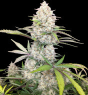 Skywalker OG Gelato Auto