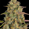 Amnesia Lemon