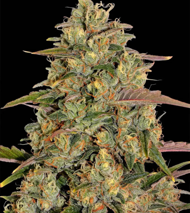 Amnesia Lemon